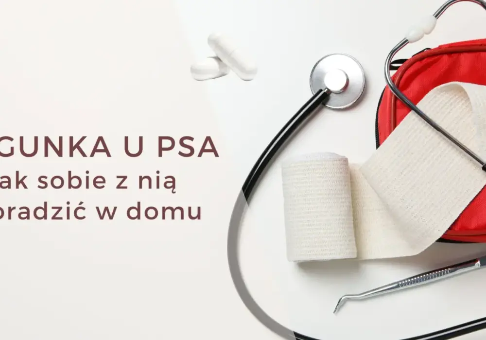 Pies ma biegunkę? Sprawdź, co podać i kiedy do weterynarza