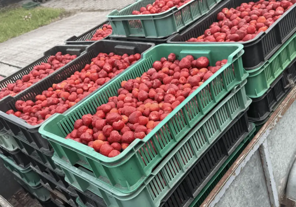 Po ile truskawki na skupie? Sprawdź aktualne ceny i trendy rynku