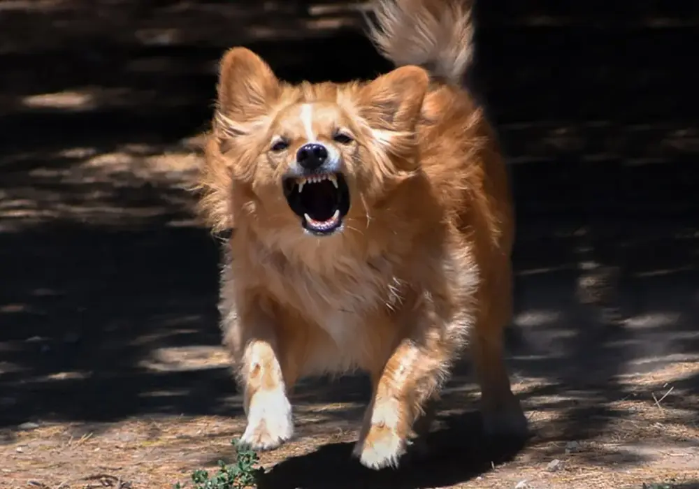Golden Retriever agresywny? Przyczyny, sygnały i jak pomóc psu