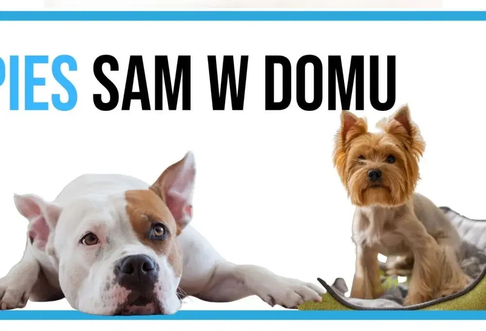 Pies panikuje sam? Naucz dorosłego spokoju! Plan krok po kroku
