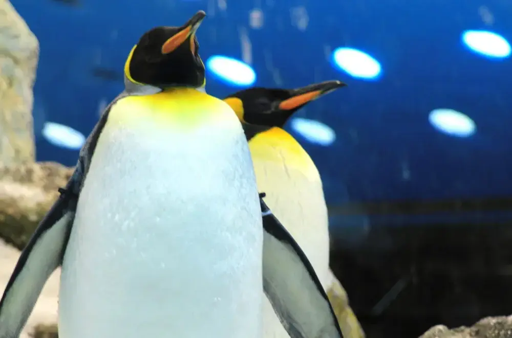 Loro Parque Teneryfa - Przewodnik: Co warto zobaczyć i jak planować?