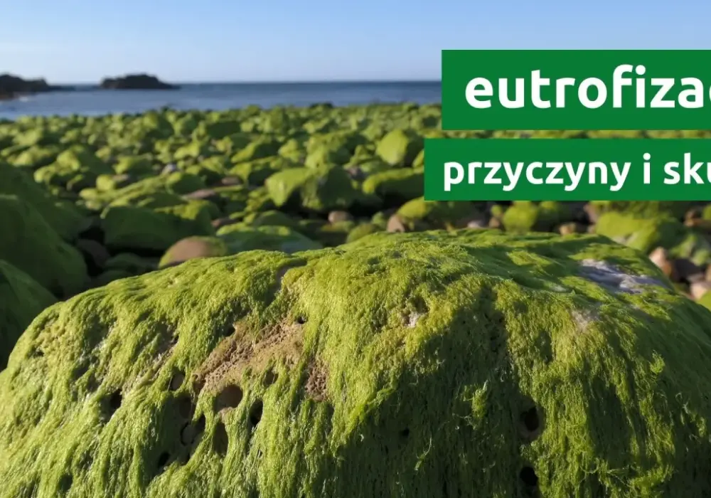 Na czym polega zjawisko eutrofizacji i jak wpływa na ekosystemy?
