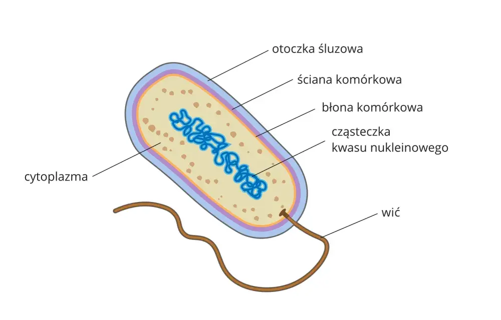 Komórka - dlaczego to podstawowa jednostka materii ożywionej?