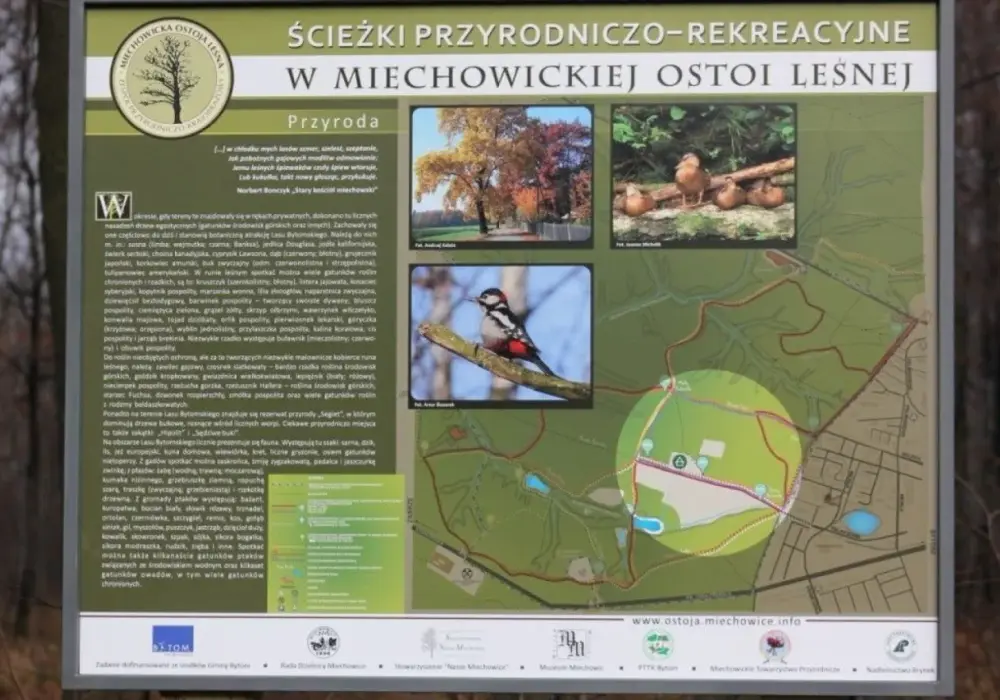 Miechowicka Ostoja Leśna: Odkryj zielone serce Bytomia!