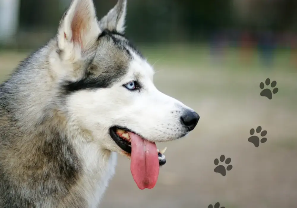 Ile km dziennie potrzebuje husky, aby być zdrowym i szczęśliwym?