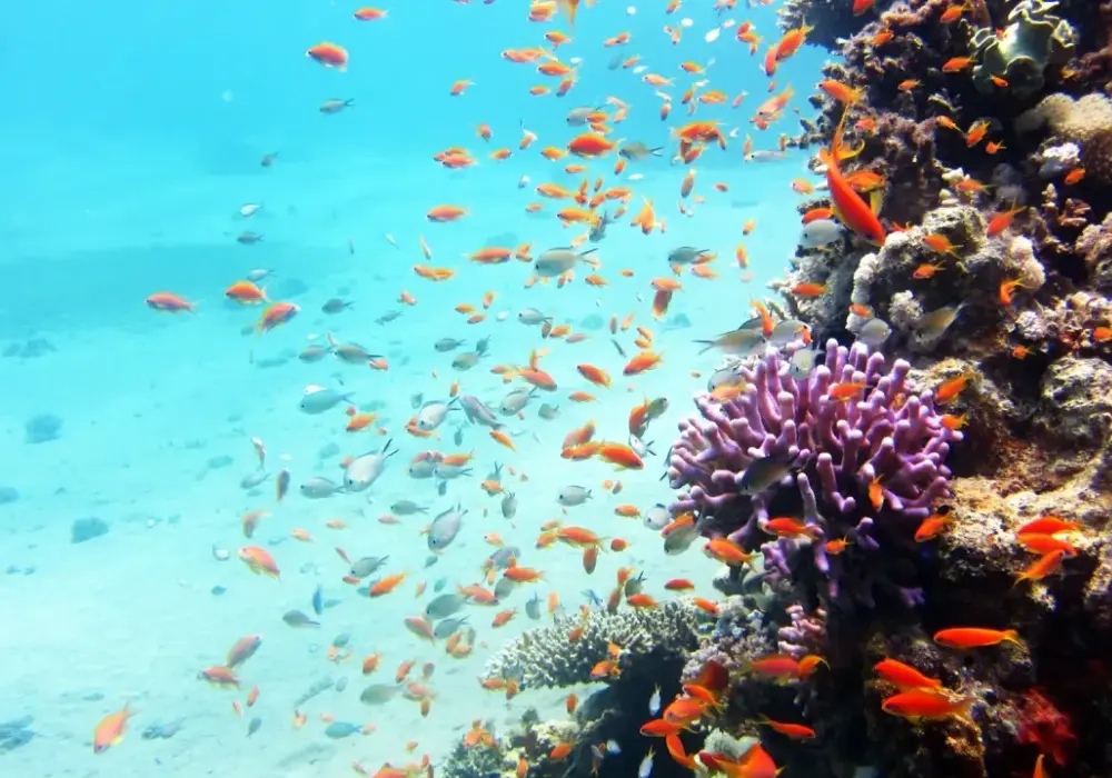 Utopia w Egipcie - snorkeling, plaża i praktyczne wskazówki