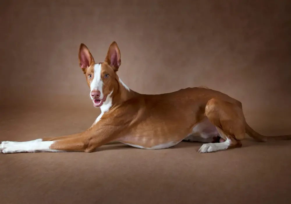 Podenco z Ibizy: Jak wybrać hodowlę i szczeniaka w Polsce?