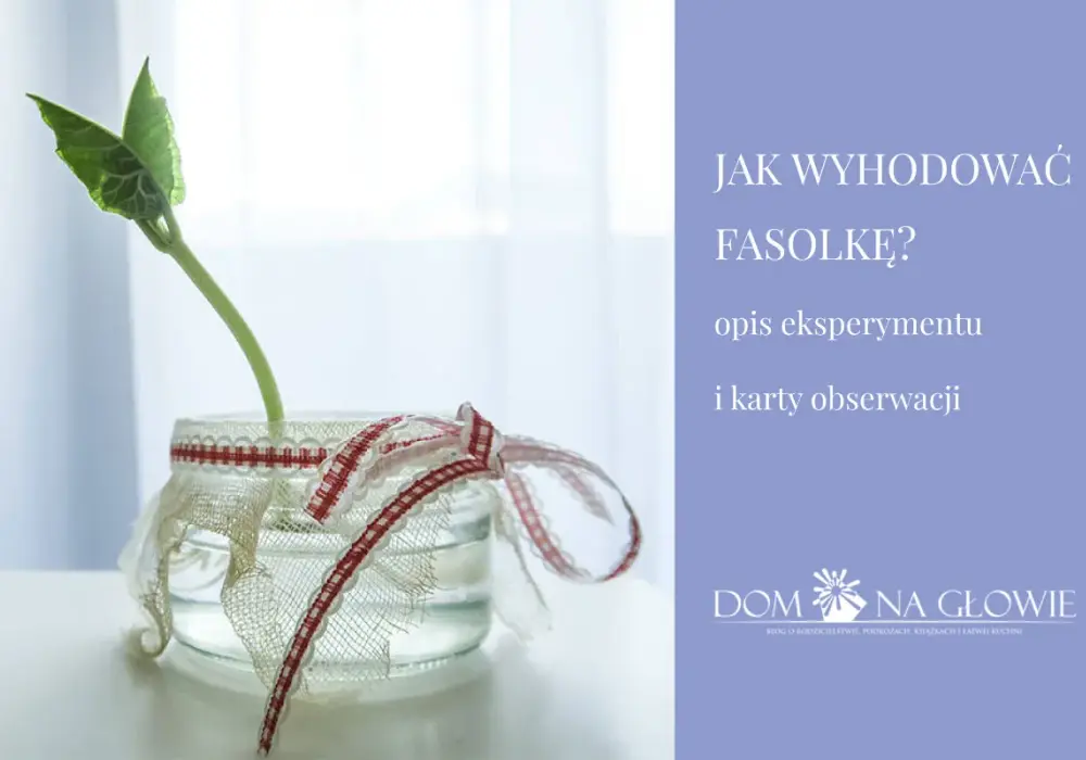 Hodowla fasoli na gazie - jak uniknąć błędów i pleśni?