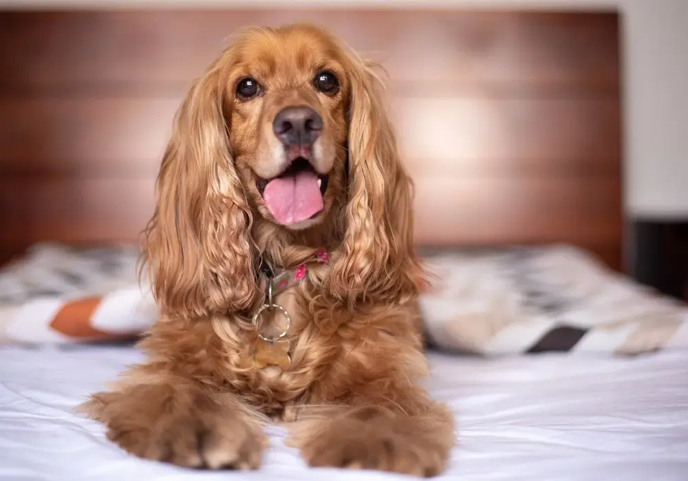 Cocker Spaniel Angielski: Jaka jest idealna waga? Poradnik