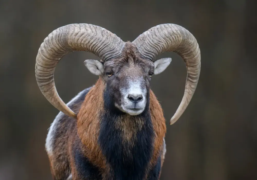 4 stycznia znak zodiaku - Koziorożec. Co to dla Ciebie znaczy?