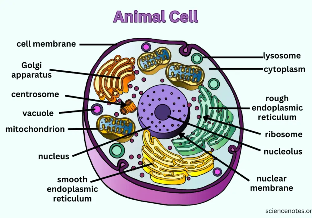 Organella komórki zwierzęcej - Jak je zrozumieć i zapamiętać?
