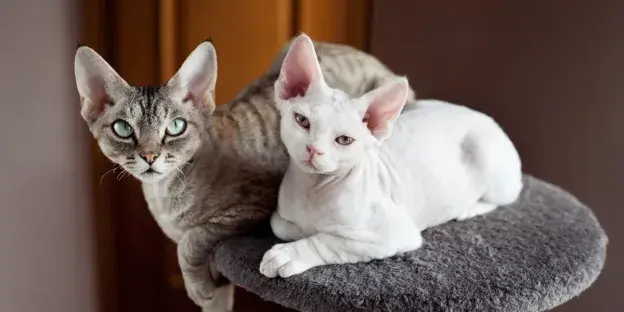 Czy Devon Rex uczula? Fakty o hipoalergicznych kotach tej rasy