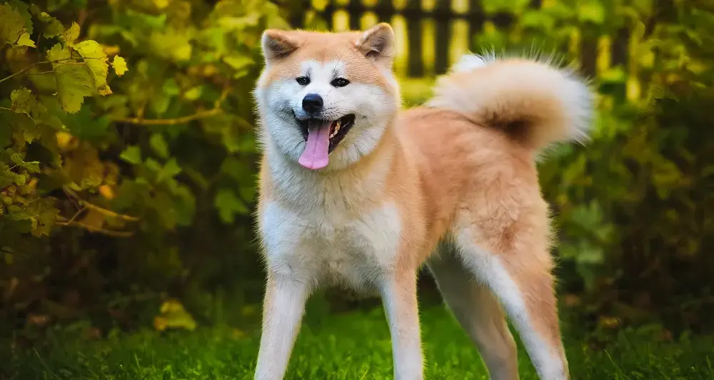 Akita ma włosy czy sierść? Odkryj prawdę o ich futrze