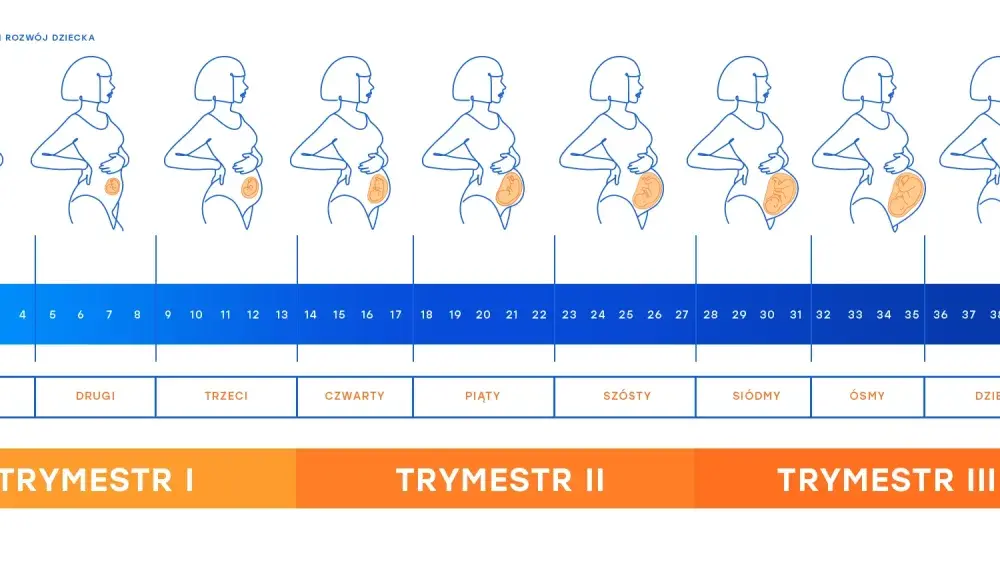 12. tydzień ciąży - który to miesiąc i trymestr?