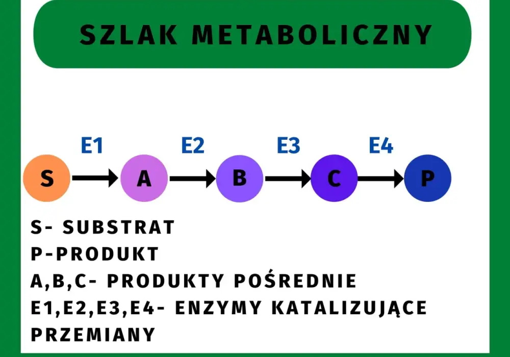 Szlaki metaboliczne - Jak je zrozumieć i odróżnić na sprawdzianie?