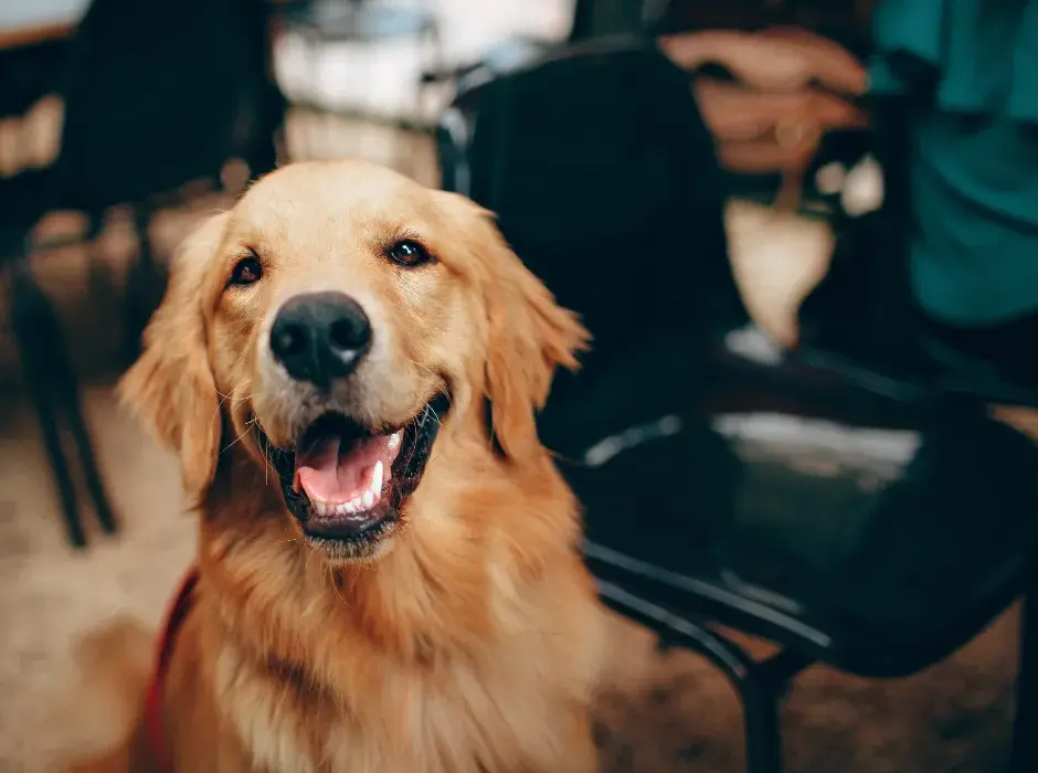 Czy golden retriever uczula? Odkryj prawdę o alergiach na psy