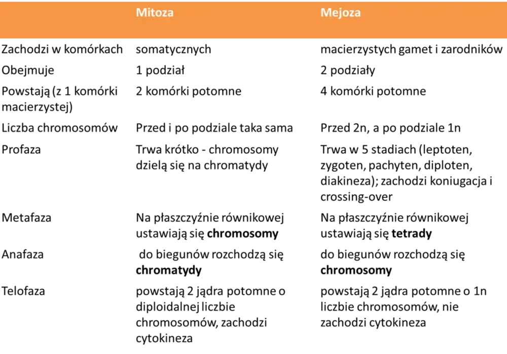 Mitoza a mejoza - Jakie są różnice i jak ich nie pomylić?