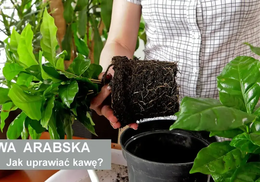 Jak kwitnie kawa? Odkryj tajemnice kwitnienia rośliny kawy