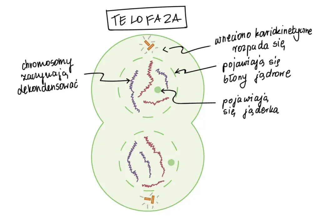 Mitoza krok po kroku - Jak zrozumieć fazy i uniknąć pomyłek?