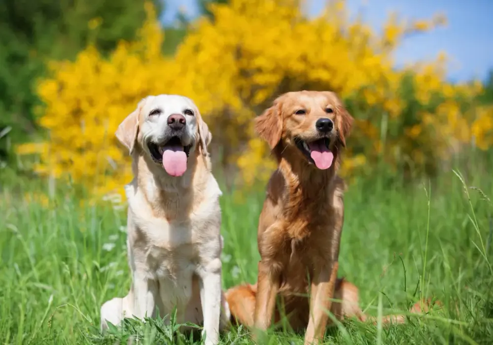 Golden Retriever vs Labrador: Który pies jest dla Ciebie?