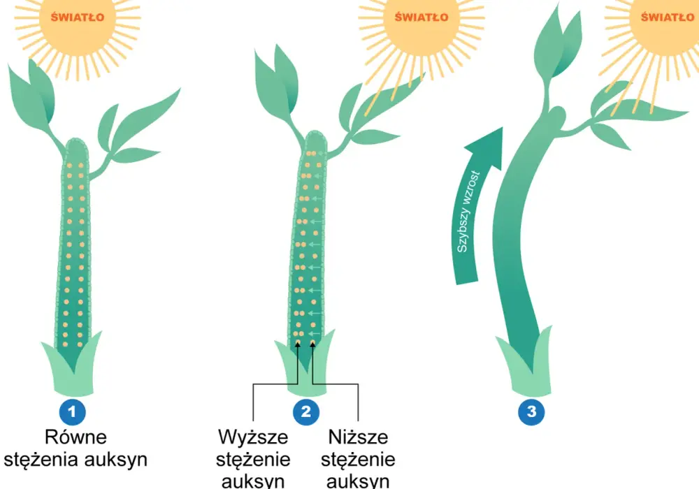 Fitohormony - Jak działają i co naprawdę steruje wzrostem roślin?