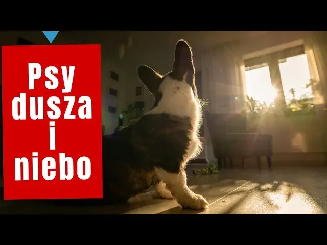 Czy pies ma duszę? Odkryj kontrowersje i wierzenia na ten temat