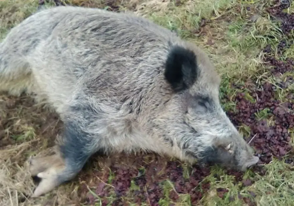 Ile kosztuje dzik w skupie? Poznaj aktualne ceny i czynniki wpływające na stawki