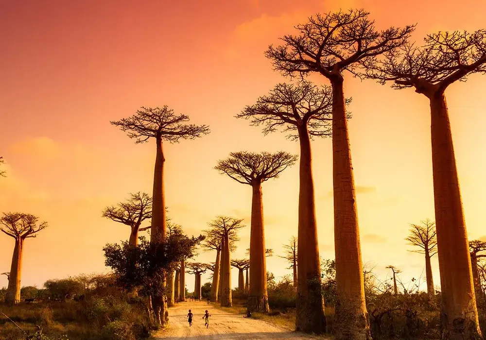 Madagaskar kiedy jechać? Najlepszy okres na niezapomnianą podróż