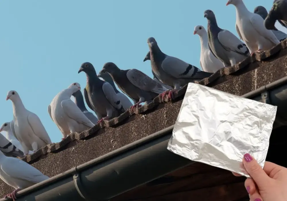 Skuteczne sposoby na gołębie na balkonie – pozbądź się ich raz na zawsze