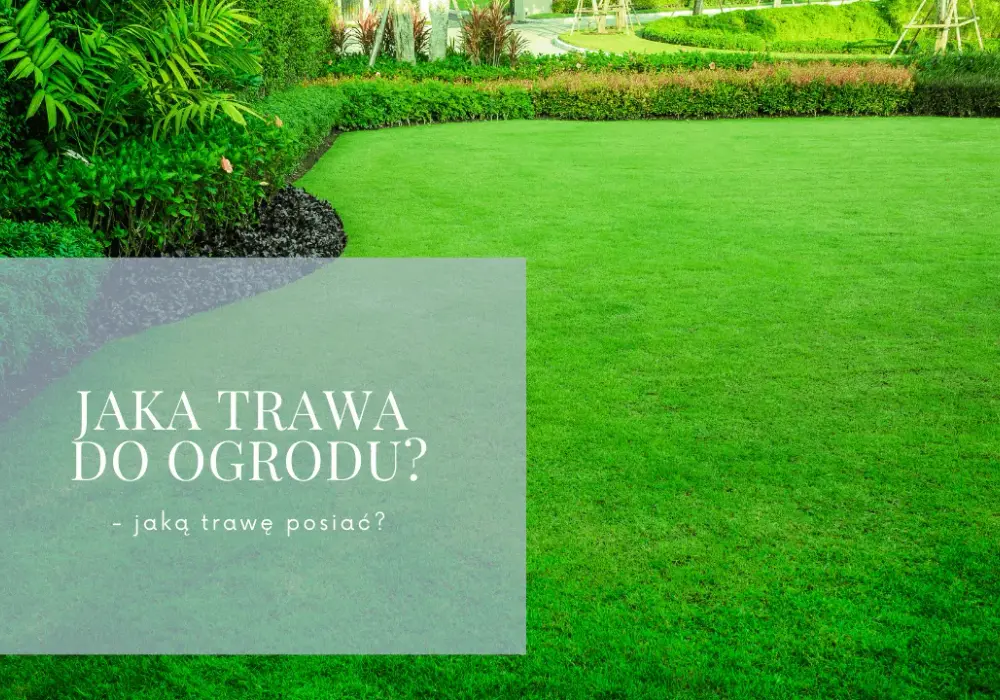 Jaką trawę wybrać do ogrodu? 5 kluczowych czynników decyzji