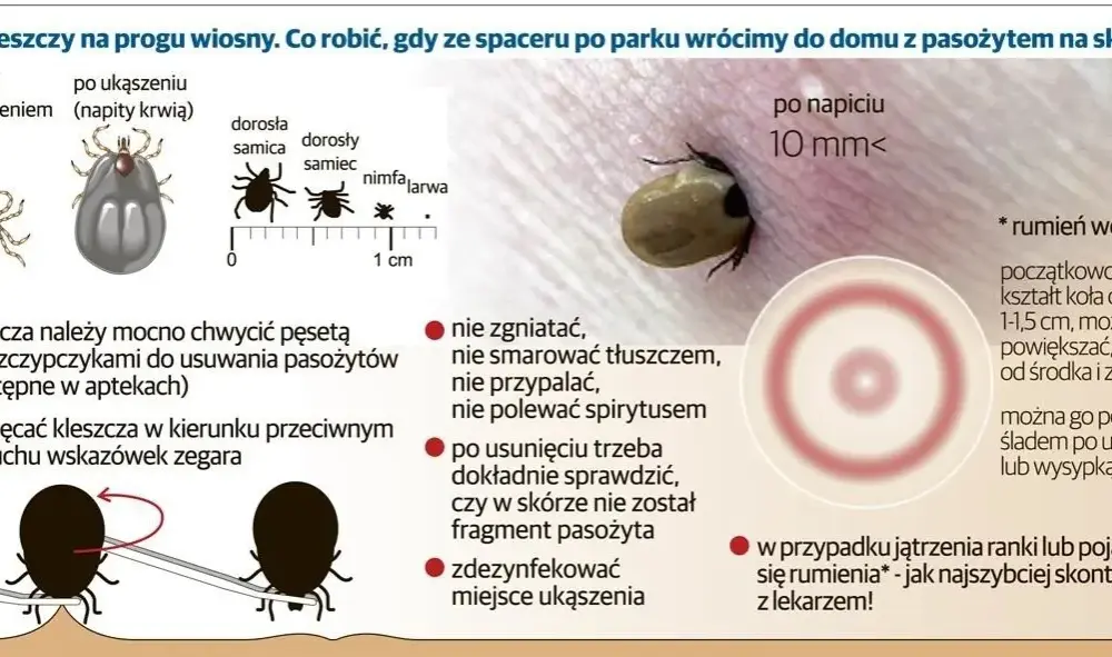 Po ukąszeniu kleszcza objawy, które mogą być niebezpieczne dla zdrowia