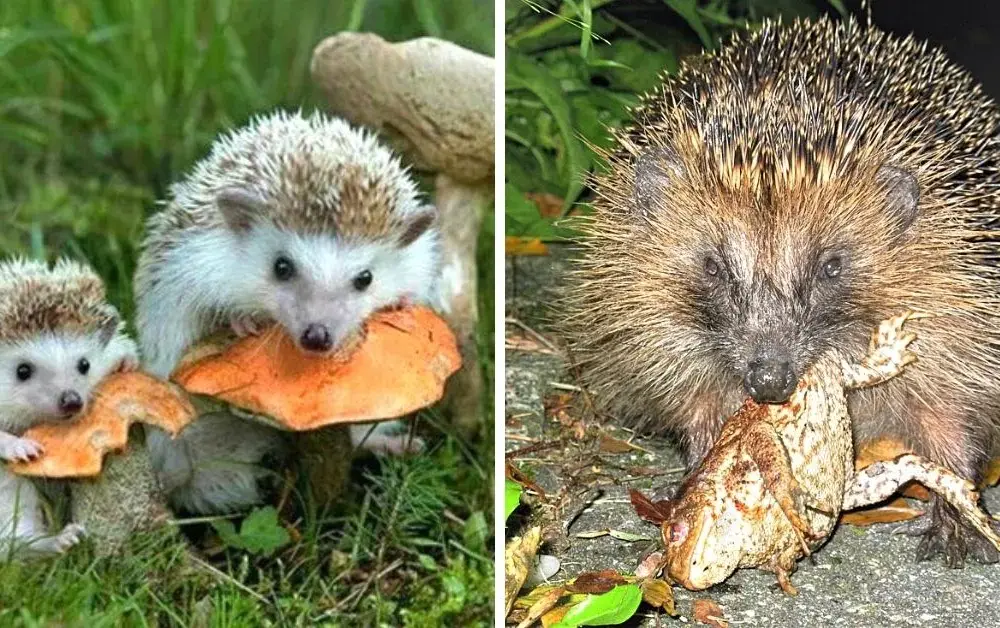 Co karmić jeża w ogrodzie, aby wspierać jego zdrowie i życie?