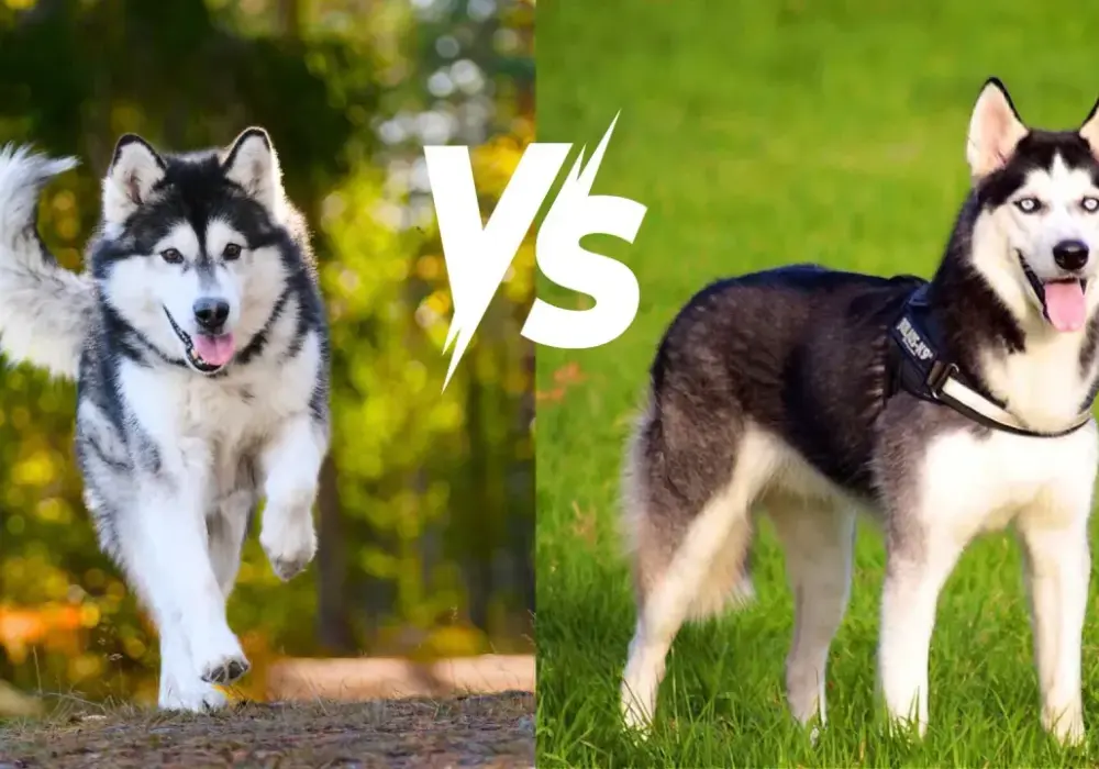 Husky czy malamut – która rasa psa jest lepsza dla Ciebie?