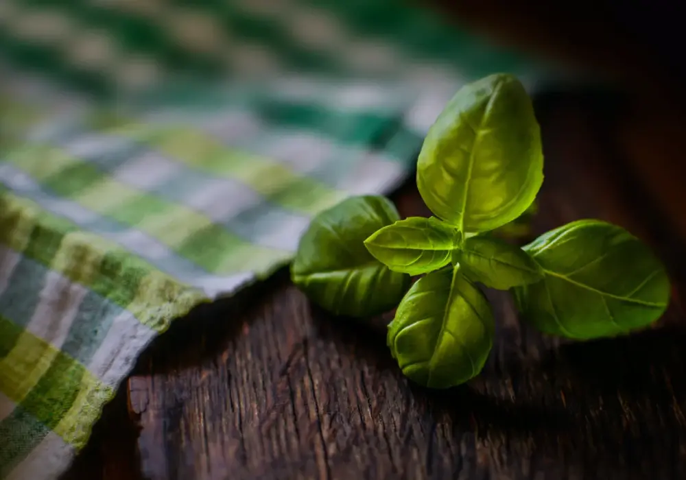 Czym nawozić bazylię, aby uzyskać zdrowe i aromatyczne liście?