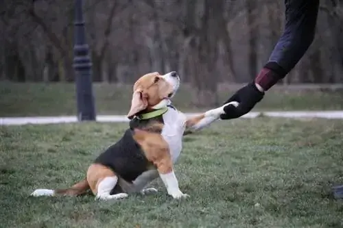 Jak wytresować beagle, aby uniknąć frustracji i osiągnąć sukces