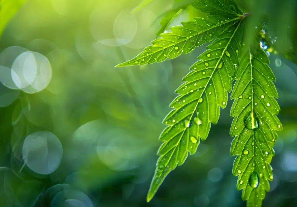CBD w medycynie: Naturalne metody leczenia