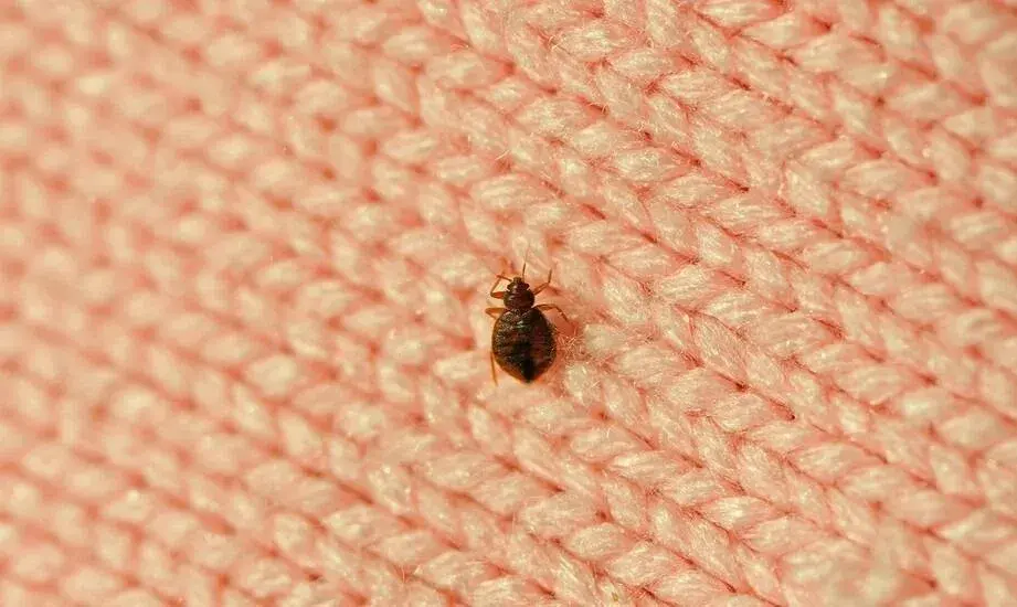 Jak szybko zatamować zacięcie przy goleniu: 6 skutecznych sposobów w domu