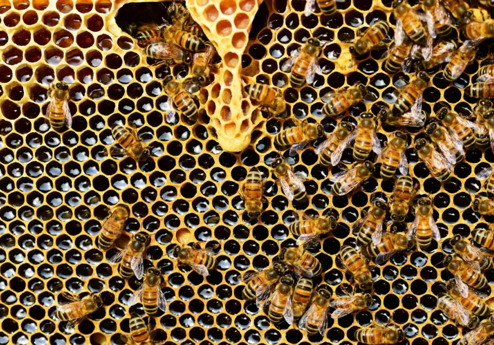 Miód w pielęgnacji skóry – naturalne maseczki i peelingi