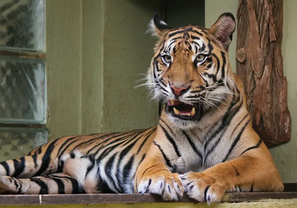 Które zoo w Polsce zapewni Ci największe emocje? Top 5 rankingu!
