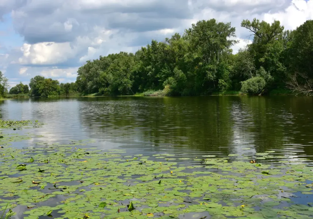Jezioro Wilanowskie - malownicze miejsce relaksu i aktywnego wypoczynku