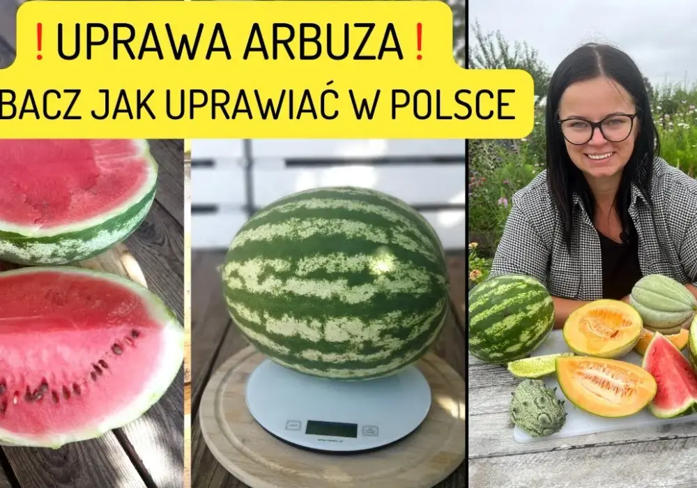 Jak uprawiać arbuzy: unikaj najczęstszych błędów i ciesz się plonami