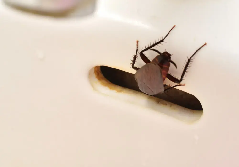 Skuteczne sposoby na pozbycie się robaków w łazience - 5 trików