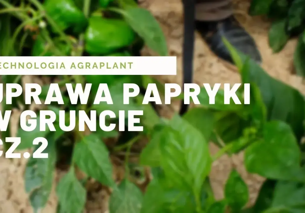 Jak uprawiać paprykę w gruncie - unikaj najczęstszych błędów