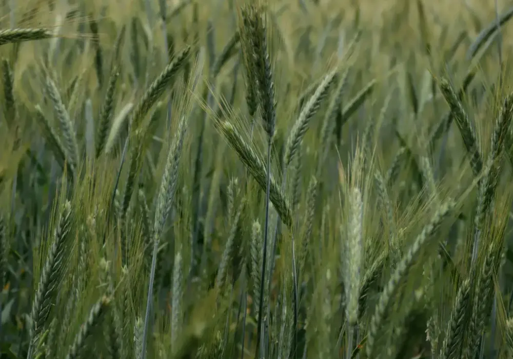 Ile kosztuje ogrzewanie na biomasę? Praktyczny przewodnik po ekonomicznym ogrzewaniu