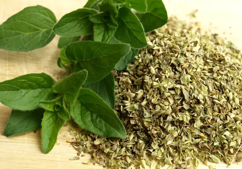 Jak rozpoznać oregano? Kluczowe cechy i porównanie z majerankiem