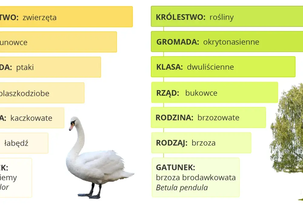 Między rodziną a gromadą - Jak nie pomylić rzędu w systematyce?