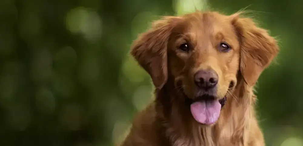 Czy golden retriever ma włosy czy sierść? Odkryj prawdę o jego futrze