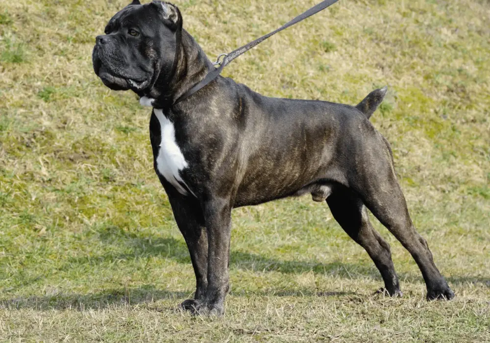 Cane Corso z dziećmi i jako stróż: Czy to bezpieczny wybór?