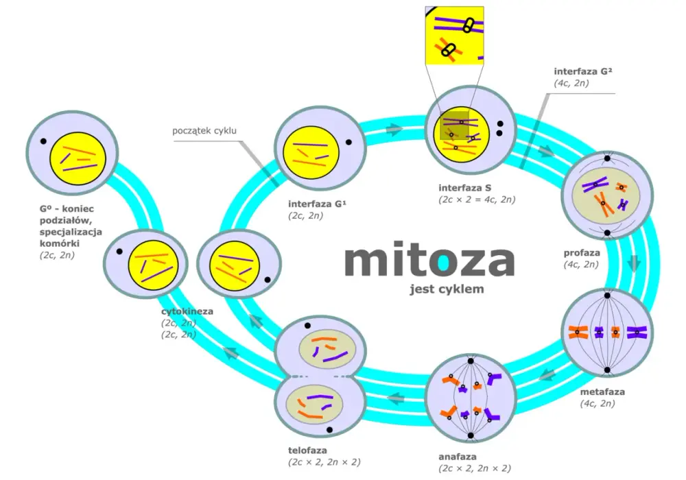 Mitoza jako sposób rozmnażania - Kiedy faktycznie nim jest?