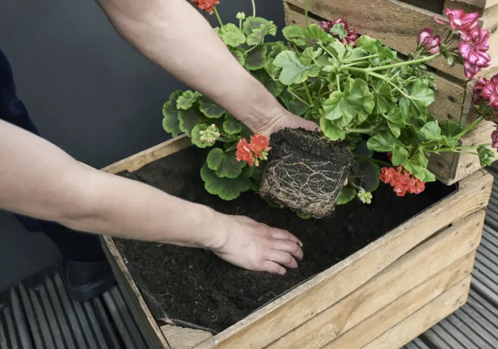 Kiedy sadzić pelargonie na balkon, aby uniknąć przymrozków?